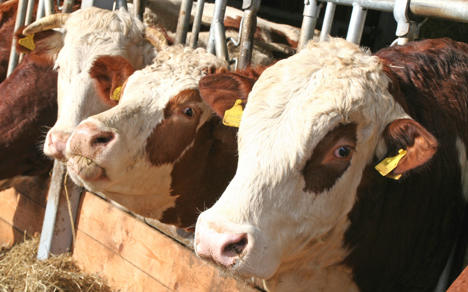 How agricultural roofing can maximise animal welfare