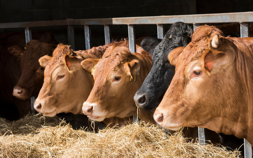 How agricultural roofing can maximise animal welfare  