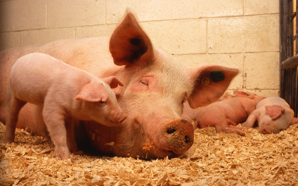 How agricultural roofing can maximise animal welfare