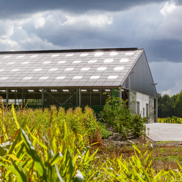 Renovating the roof on your farm building