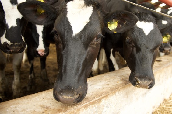 Healthy cows are more productive cows