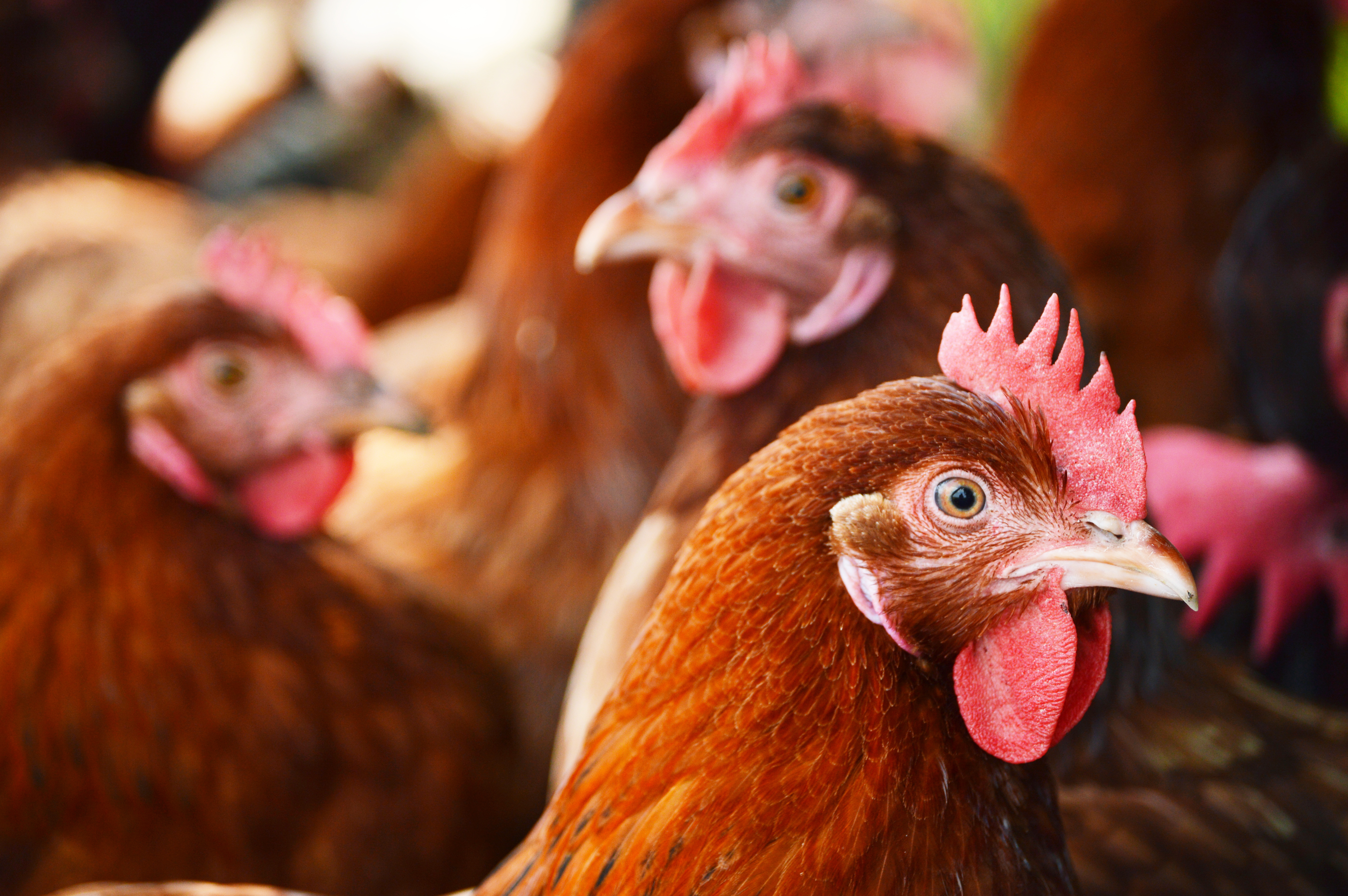 poultry